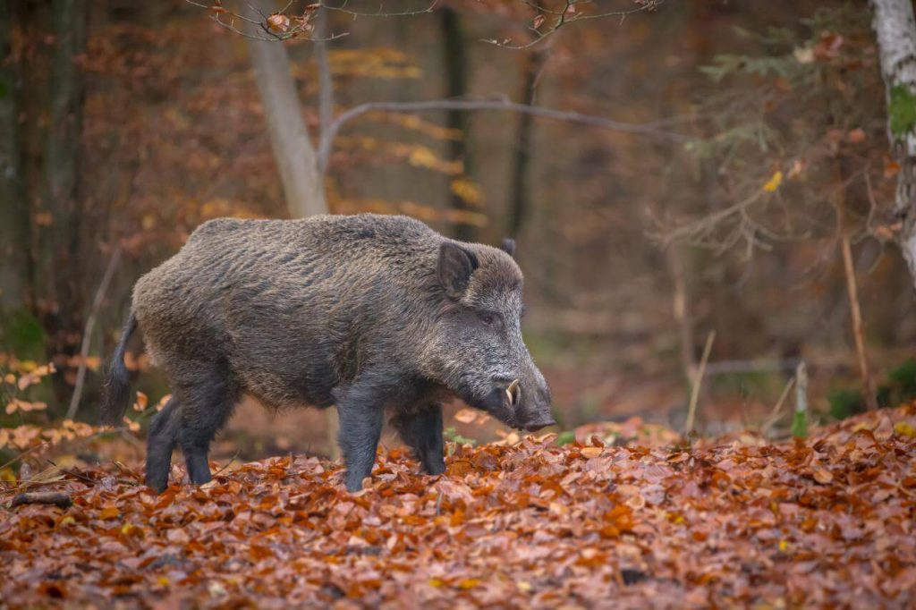 Hunting in Romania